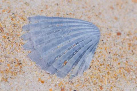 Seashell at ocean beach backdrop wallpaper Stock-Fotos