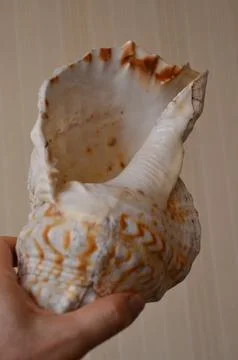 A seashell from the ocean in a person's hand Stock Photos