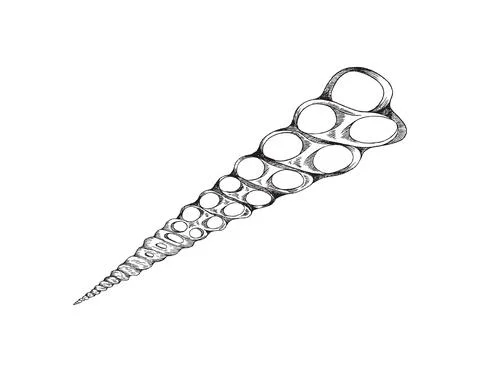 Seashell or fossil shell drawing, engraving vector illustration isolated. Illustrazione stock