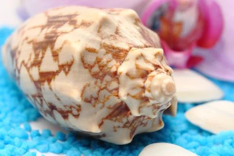 Seashell with orchid Stock Photos