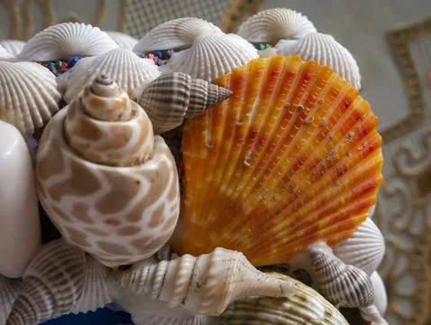 Seashell ornament on the tissue box. close-up of the seashell on the box. Photos
