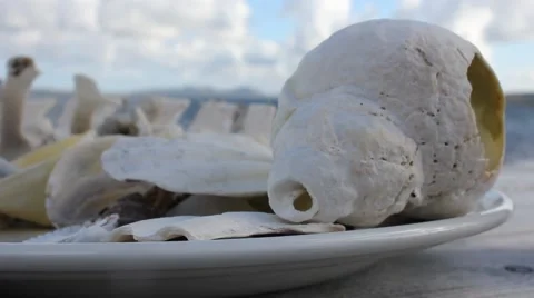 Seashell outer hebrides 動画素材 55542580