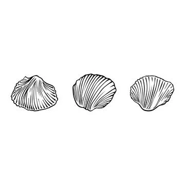 Seashell outline illustration. Seashells vector set. Hand drawn illustratio.. Stock Illustration