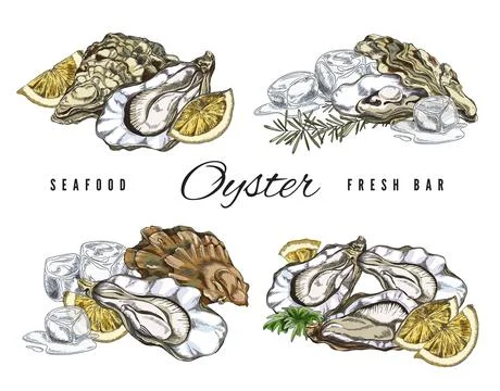 Seashell with oyster and serving ingredients, sketch vector illustration Stock Illustration