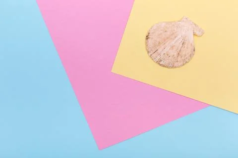 Seashell on pastel colored paper texture Stock Photos