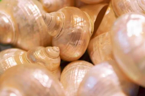 Seashell pattern. Mother of pearl background. Natural seashell macro texture, Stock Photos