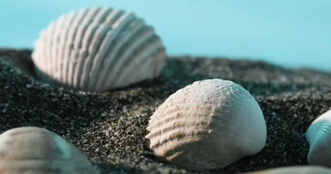Seashell Patterns on Shoreline. Stock Footage 270837829