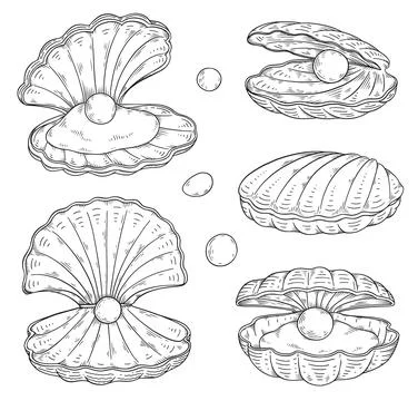 Seashell with pearl inside, hand drawn sketch vector illustration isolated on Stock Illustration