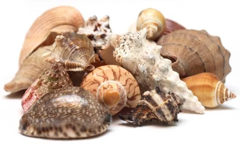 Seashell Stock Photos