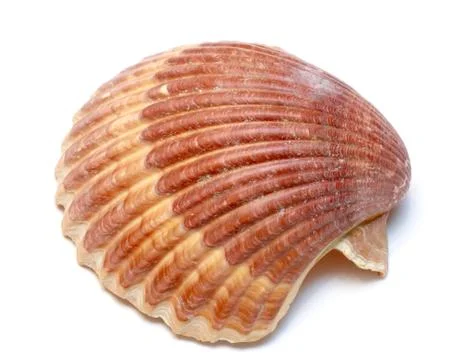 Seashell Stock Photos