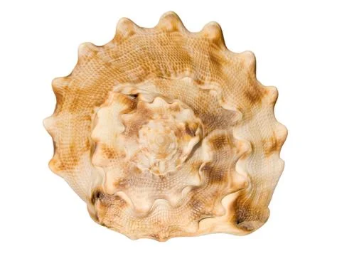 Seashell 스톡 사진
