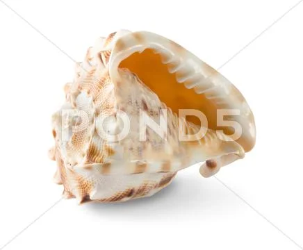 Seashell Stock Photos