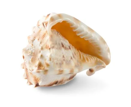 Seashell Foto stock