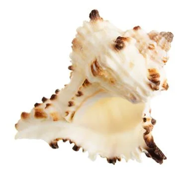 Seashell Stockfoto's