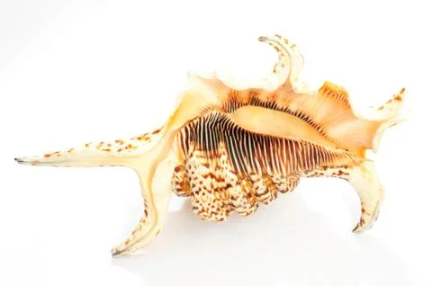 Seashell Stock Photos