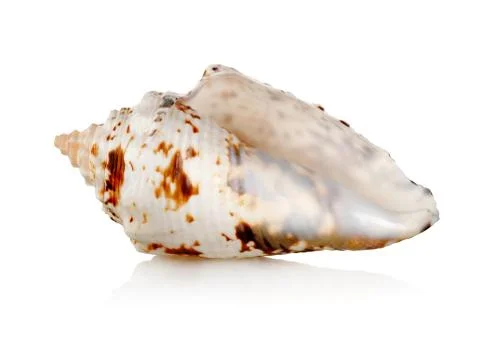 Seashell Stock Photos