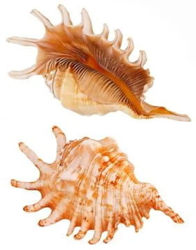Seashell Stock Photos