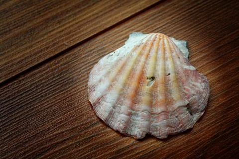 Seashell Stock Photos