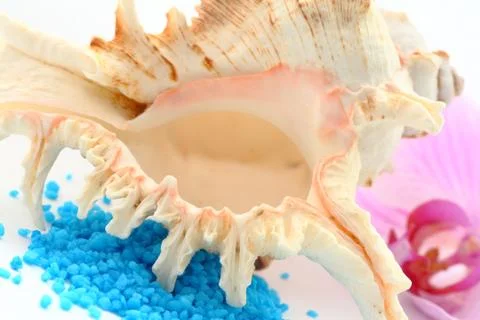 Seashell Stock Photos