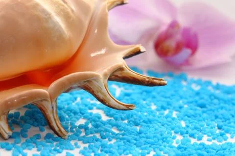 Seashell Stock Photos