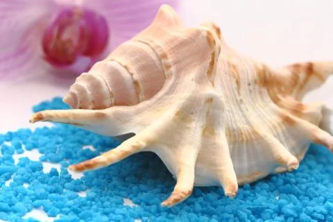 Seashell Stock Photos