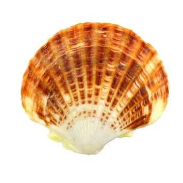 Seashell Stock Photos