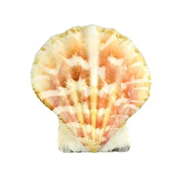 Seashell Stock Photos