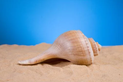 Seashell Foto stock