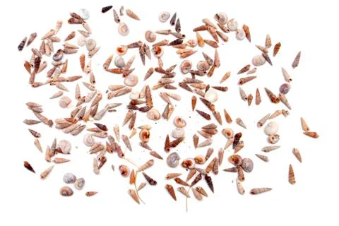 Seashell Stock Photos