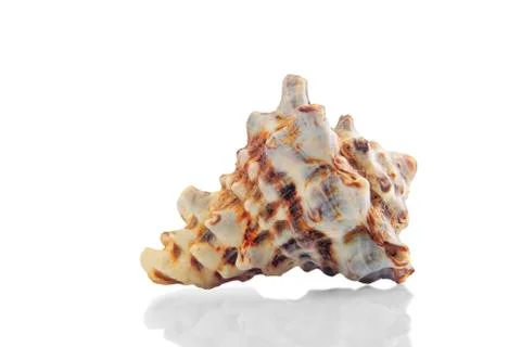 Seashell Stock Photos