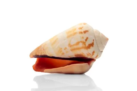 Seashell Stock Photos