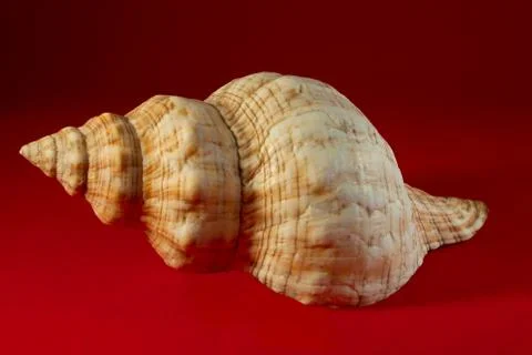 Seashell. Stock Photos