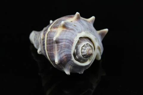 Seashell Stock Photos