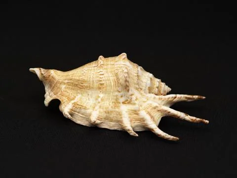 Seashell. Stock Photos