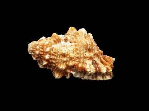 Seashell. Stock Photos