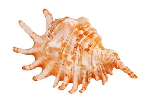 Seashell Stock Photos