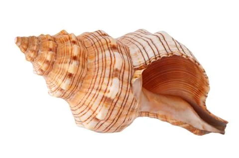 Seashell Stock Photos