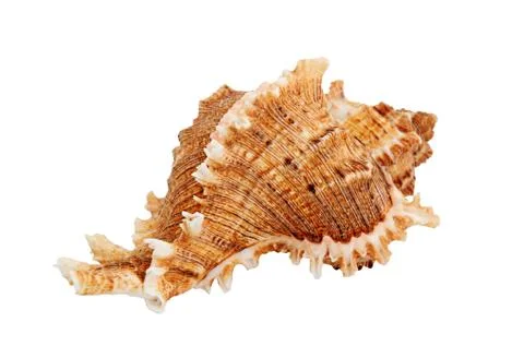 Seashell Stock Photos