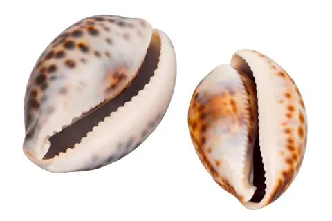 Seashell Stock Photos