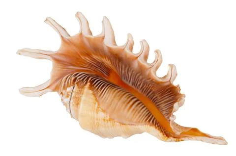 Seashell Stock Photos