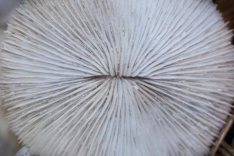 Seashell Stock Photos