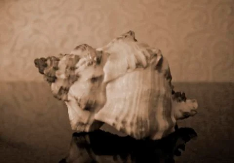 Seashell 스톡 사진