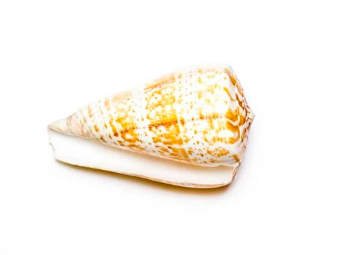 Seashell. 스톡 사진