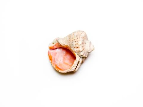 Seashell. Stock Photos