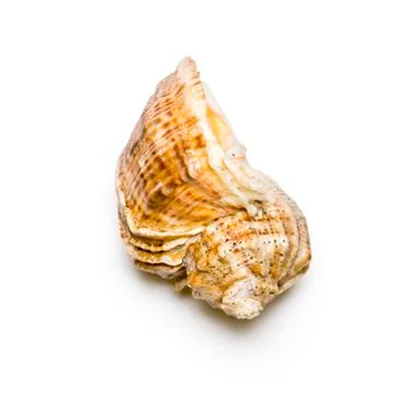 Seashell. Foto stock
