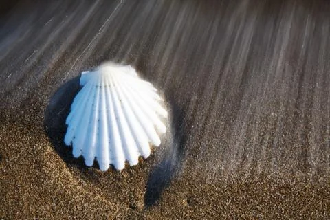 Seashell Stock Photos