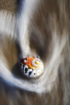 Seashell Stock Photos