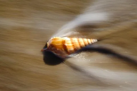 Seashell Stock Photos