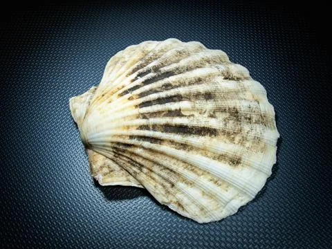 Seashell Stock Photos