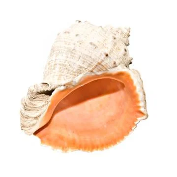 Seashell Stock Photos